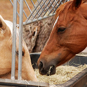 Konie jedzące paszę z paśnika